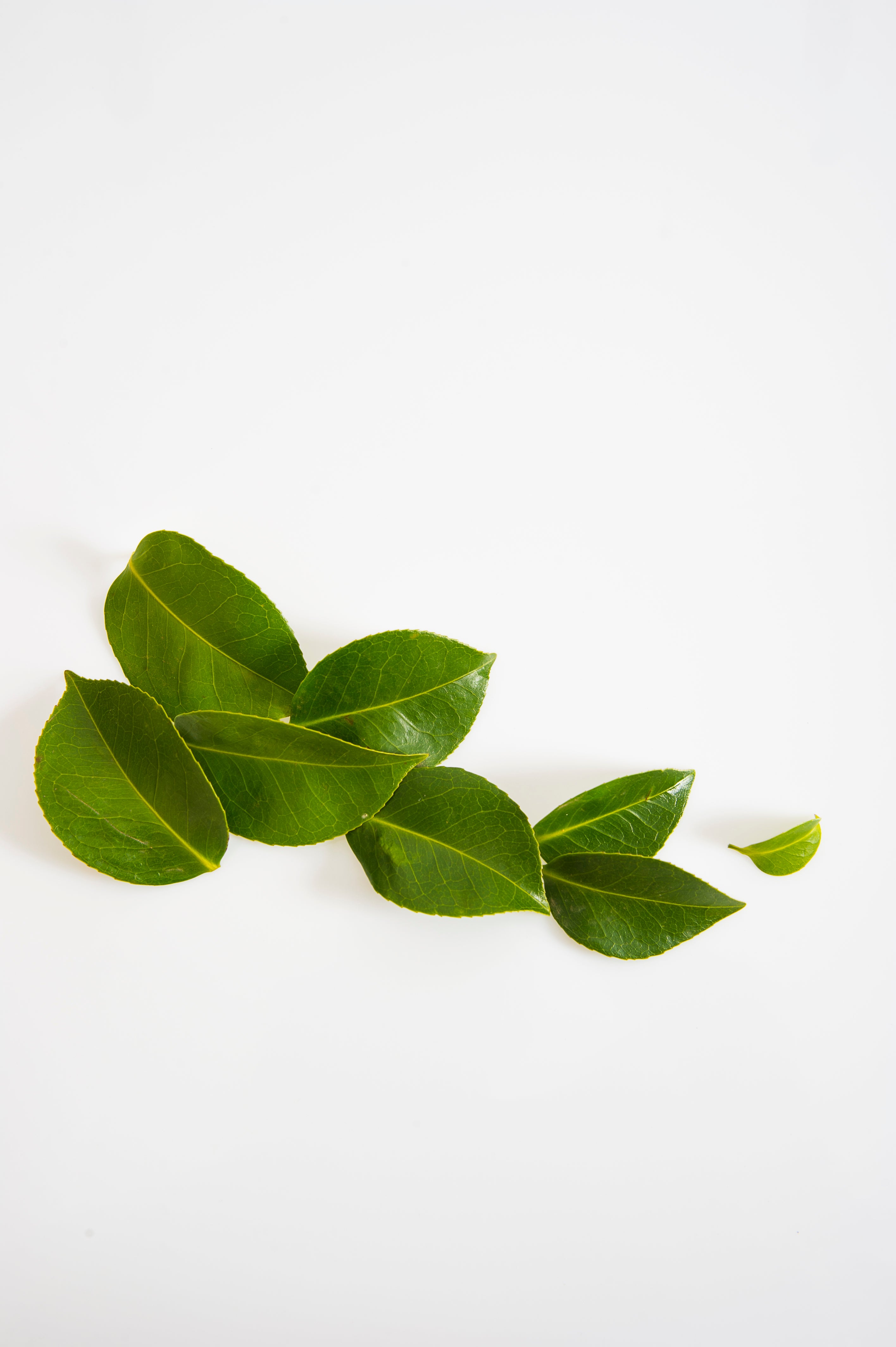 Weekend Project - Happy Indoor Plants