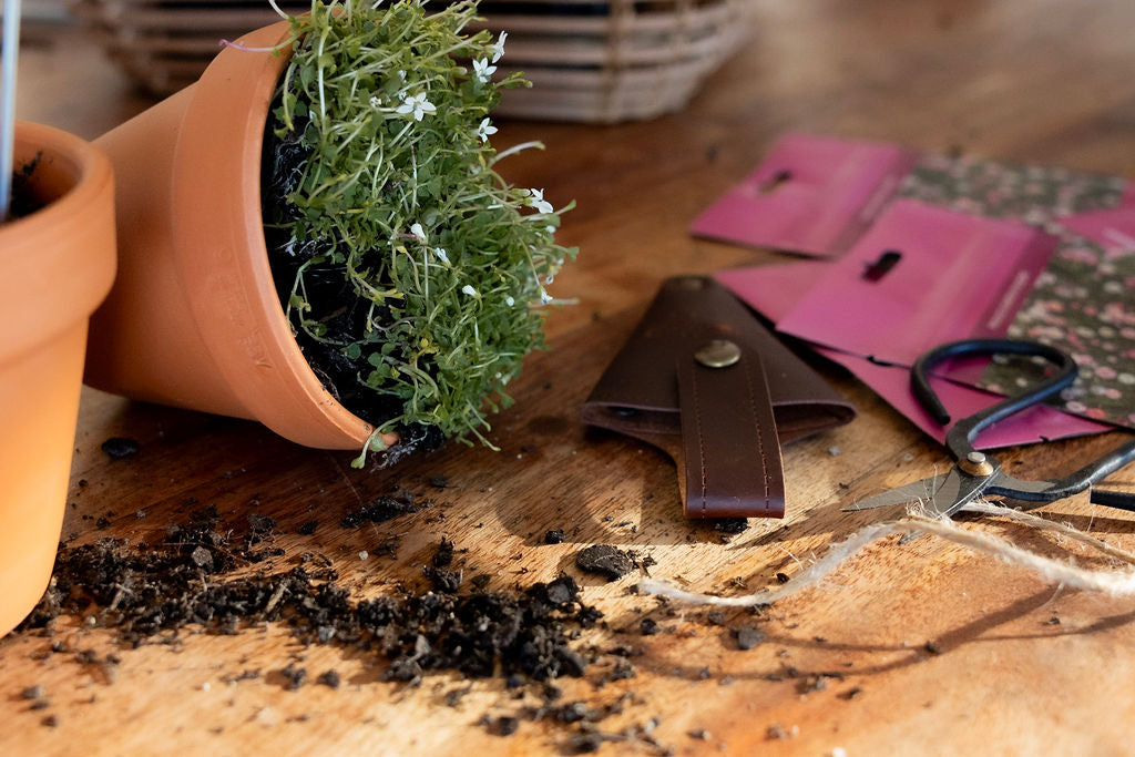 TCCS Petal & Bow Pink & White Paper Daises