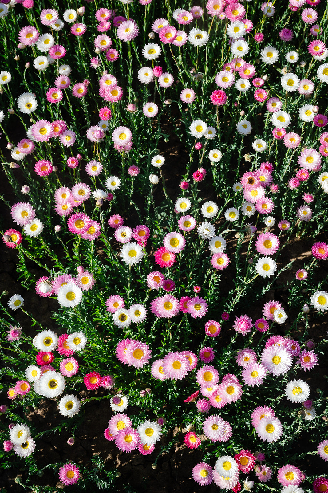 TCCS Petal & Bow Pink & White Paper Daises