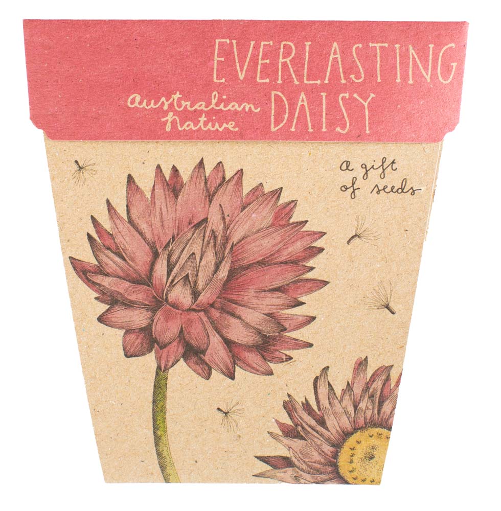 TCCS Sow 'n Sow Everlasting Daisy Gift of Seeds