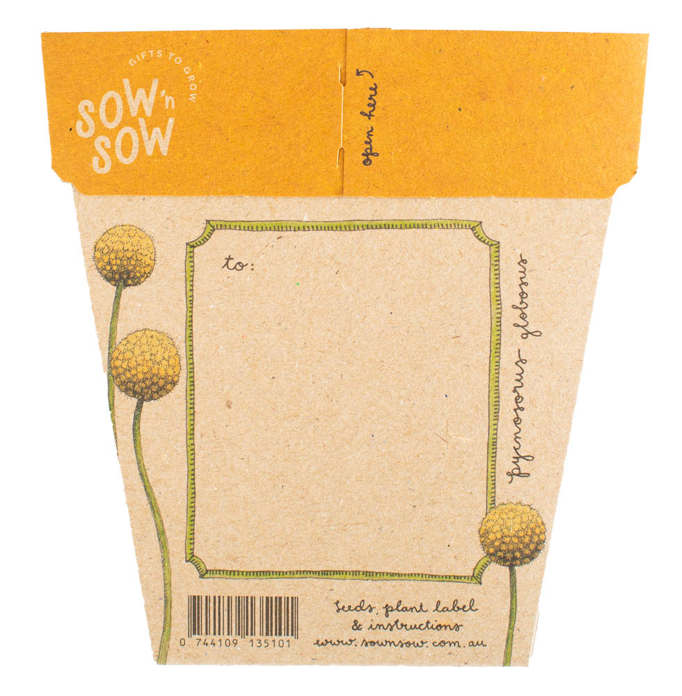 Sow 'n Sow Billy Button Gift of Seeds