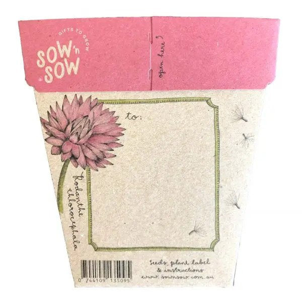 Sow 'n Sow Everlasting Daisy Gift of Seeds