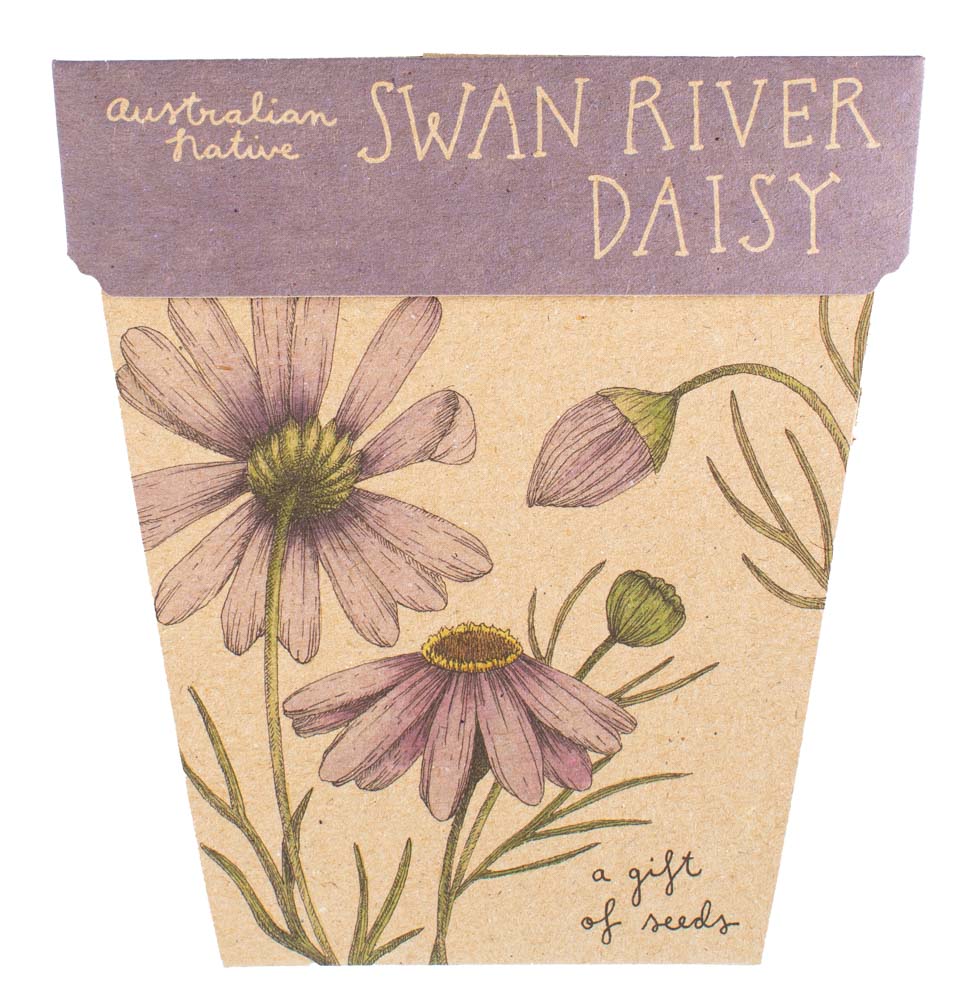 Sow 'n Sow Swan River Daisy Gift of Seeds